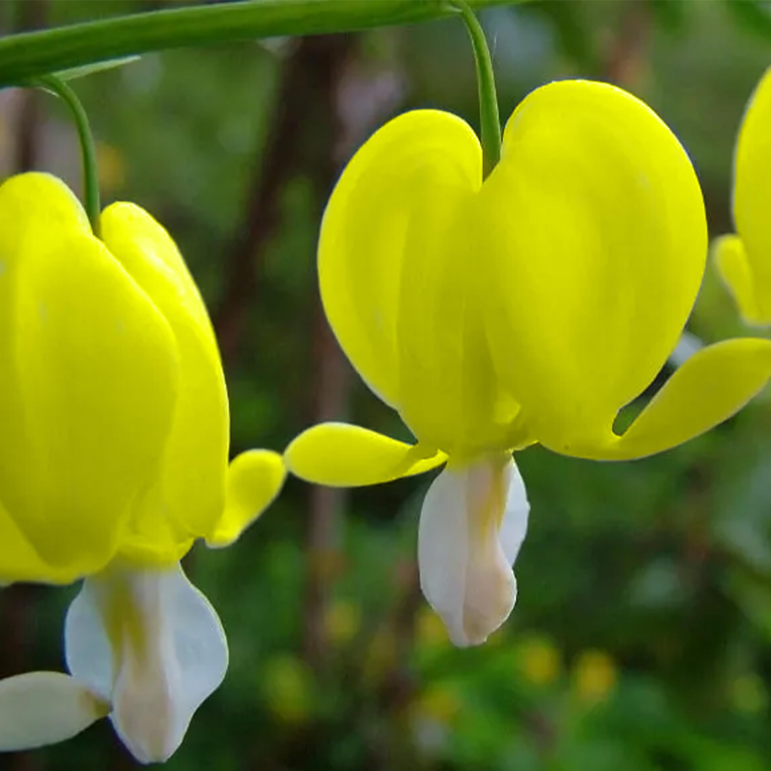 Sky Blue Yellow Heart Flower Seeds for Planting Bright Blooms Heirloom & GMO Free Seeds for Home Garden
Sale - Evergrowseeds