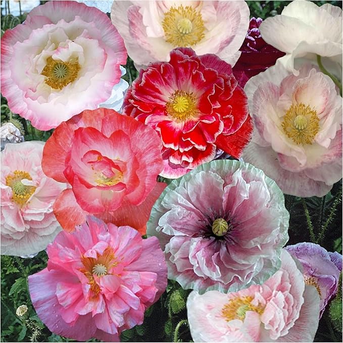 Mixed Poppy Papaver spp. for planting in flower bed