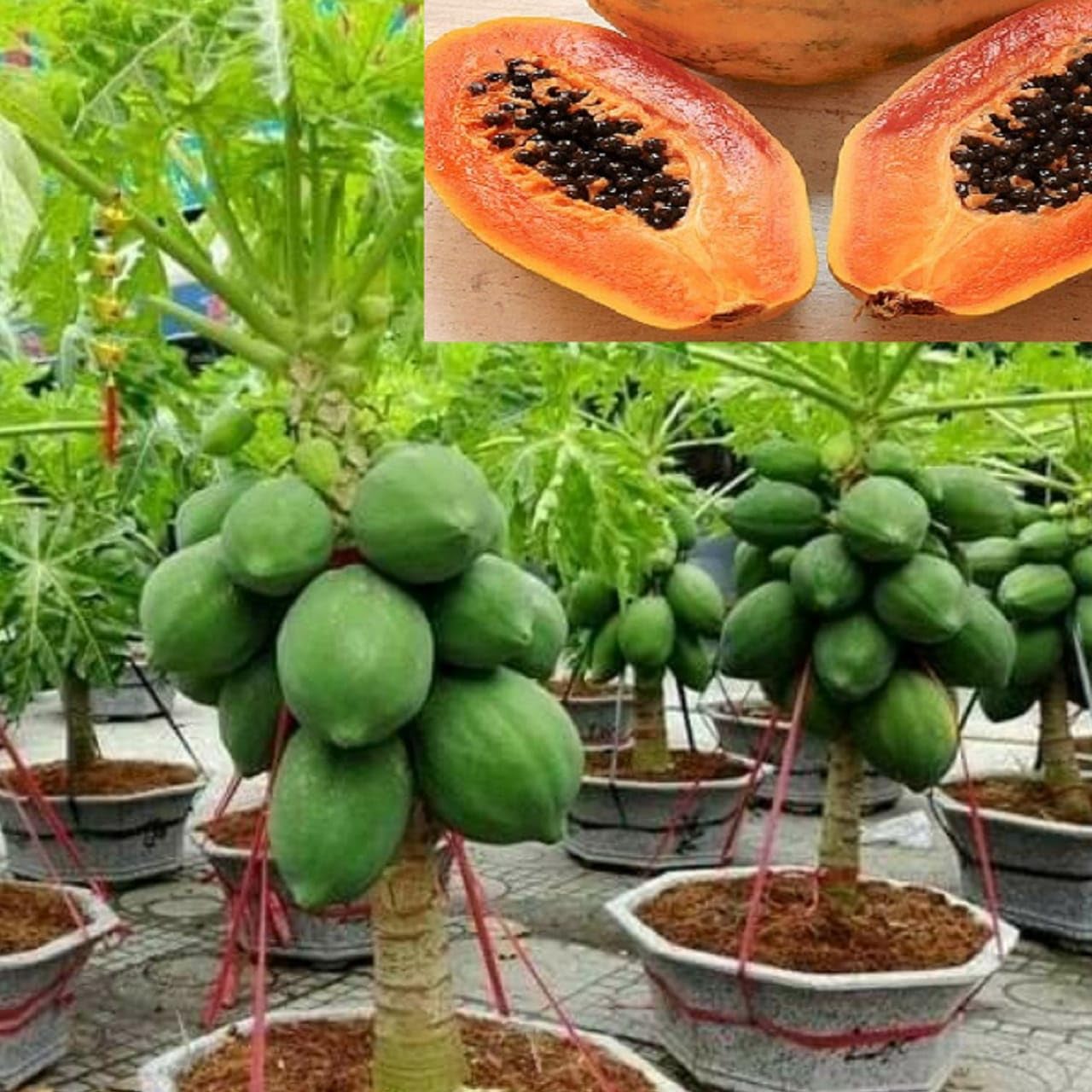 Papaya Seeds for Planting Tropical Fruit Seeds for Home Gardens, Containers & Outdoor Growing