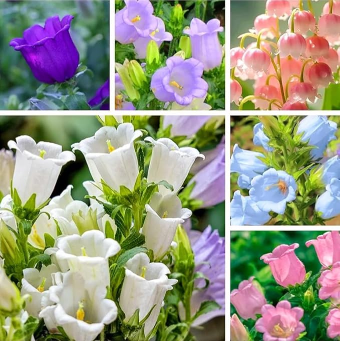 Pure White Heirloom Campanula "Canterbury Bells" Seed for Plantings for Planting for Elegant White Bells
