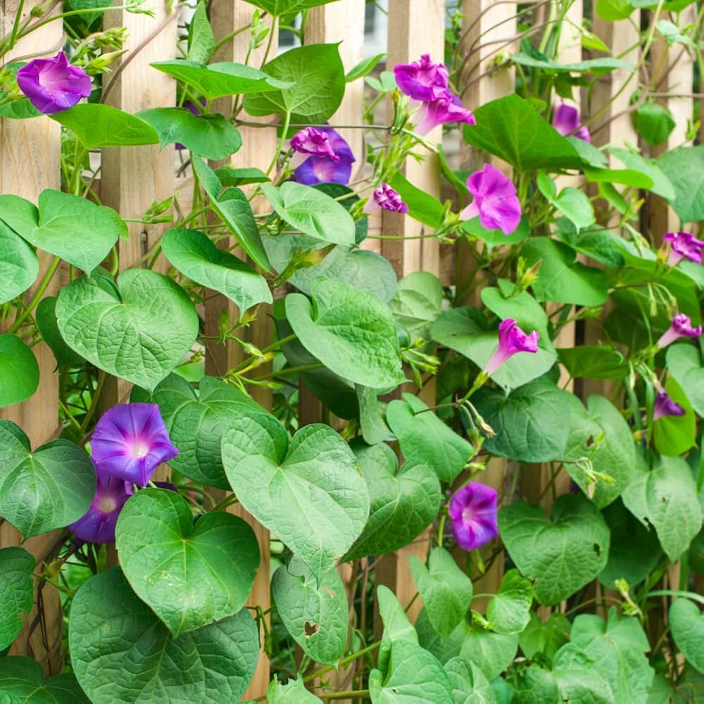 Morning Glory Seeds for Planting Ipomoea Purpurea trellis garden balcony fence