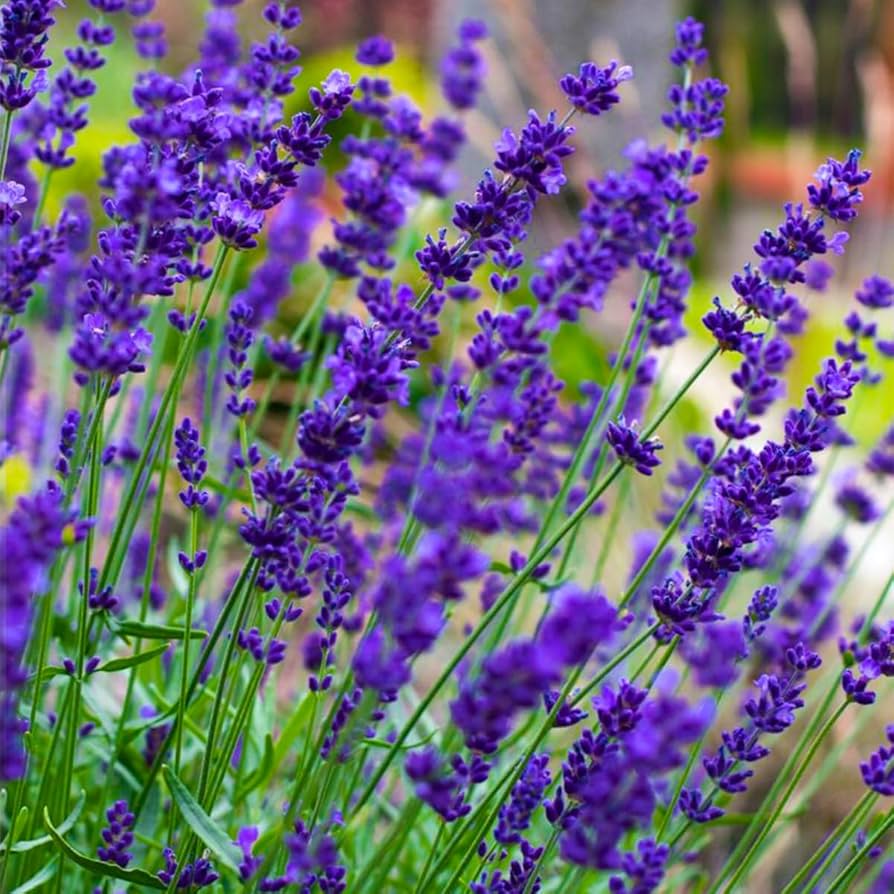 Lavender Blue Flower seeds for Planting - Vibrant Colors, Heirloom & GMO Free Seeds for Home Garden