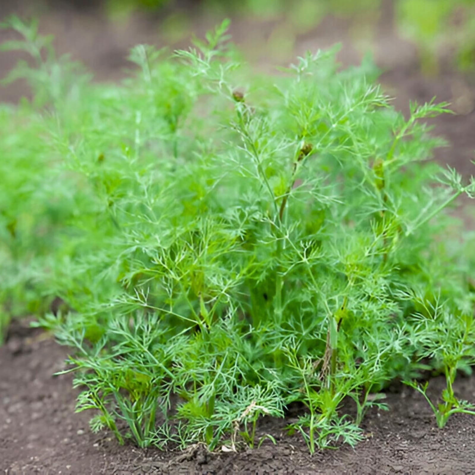 Dill Seeds for Planting Anethum graveolens for herb gardens and vegetable patches