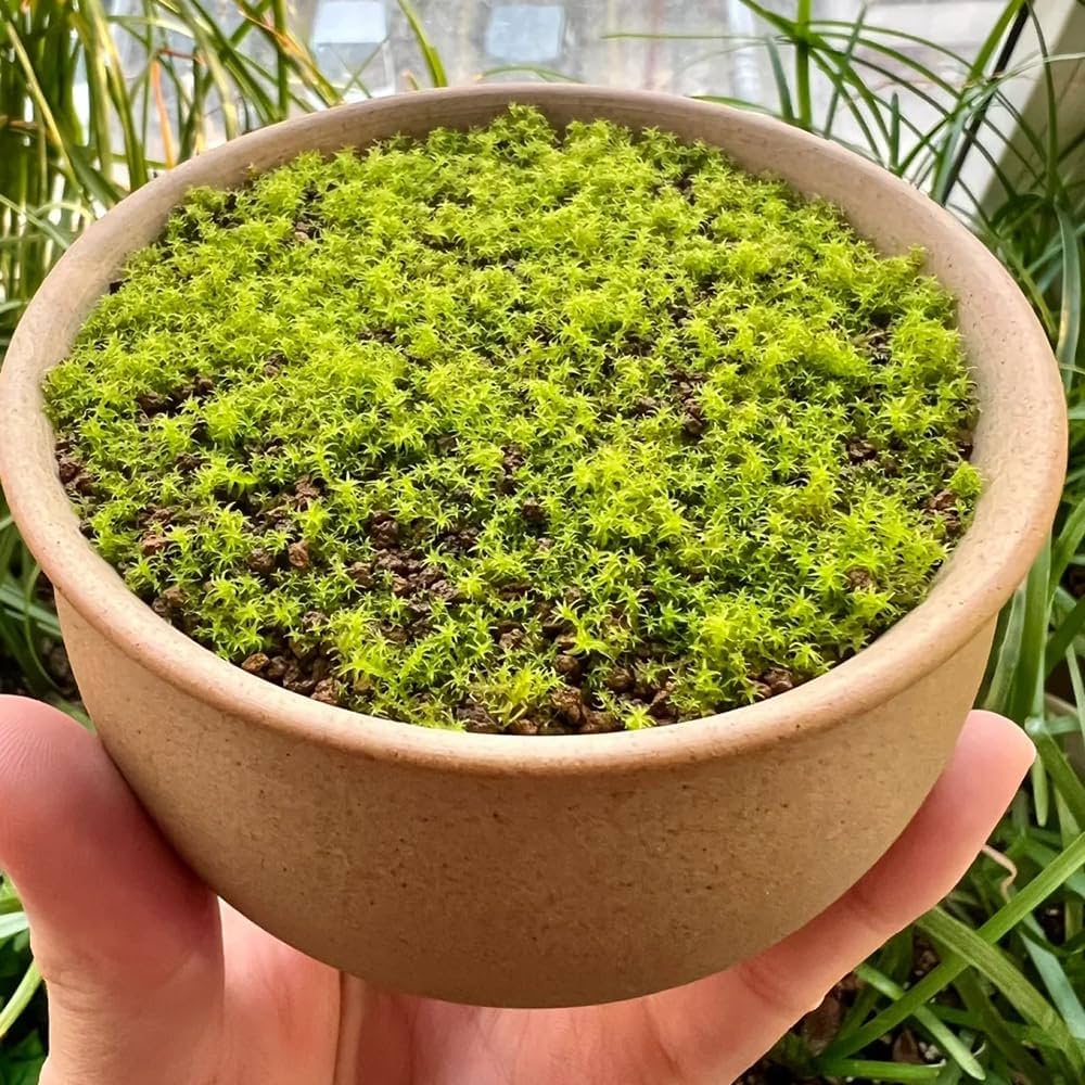 Green Moss Moss spp. Seeds for Planting - Great for Flower Bed & Home Garden