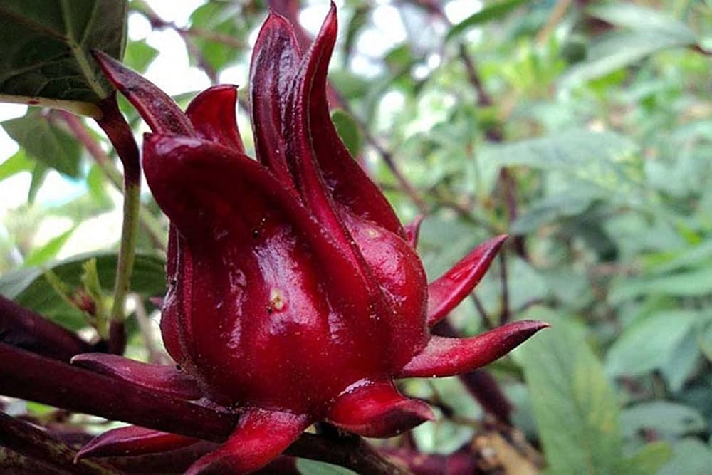 Roselle Hibiscus sabdariffa for planting in edible garden