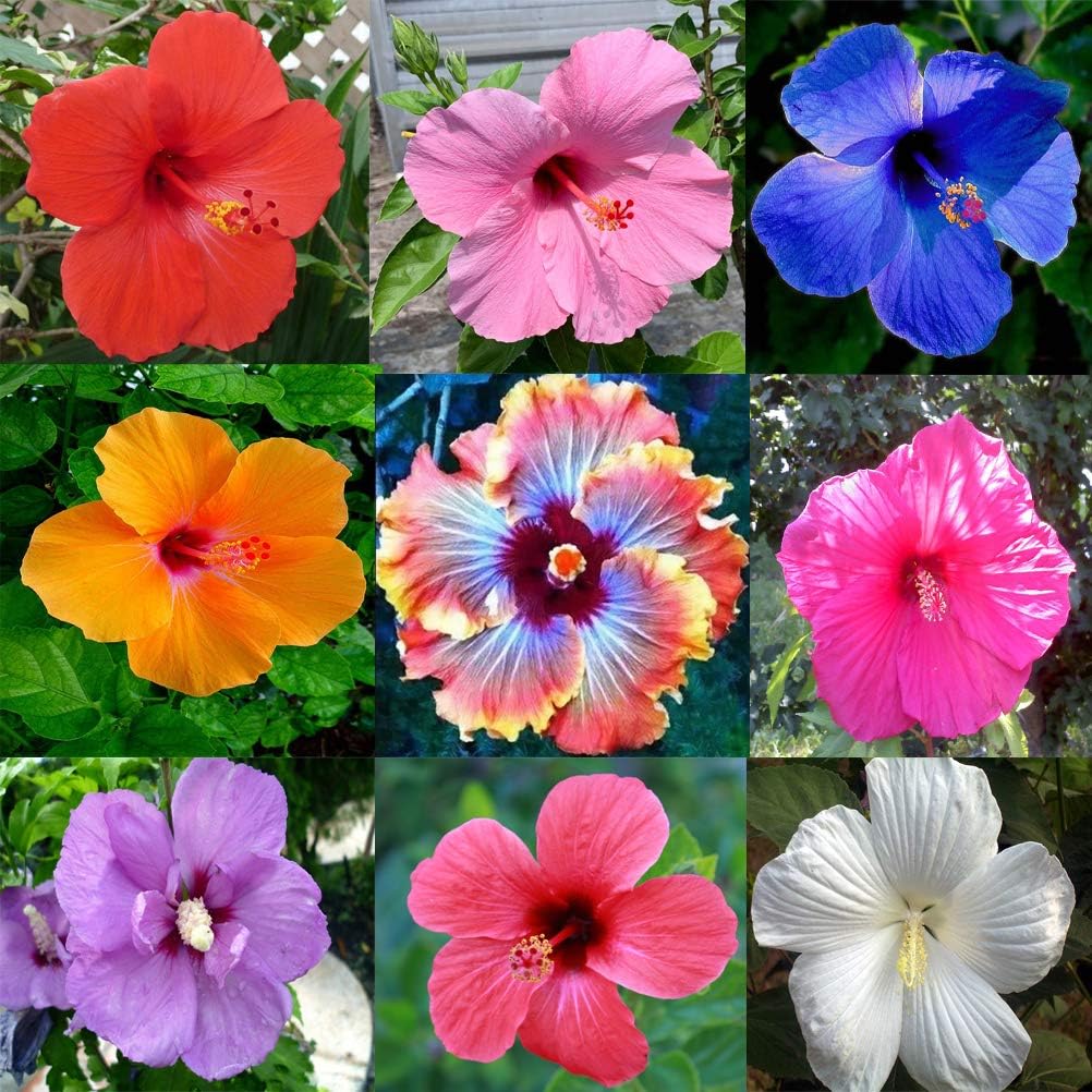 Hibiscus Mixed Flower seeds blooming in flower beds, containers, borders, and pollinator-friendly gardens