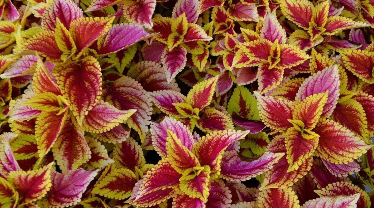 Light Yellow & Pink Coleus Flower seeds for Planting - Cut Flower Favorite, Heirloom & GMO Free Seeds for Home Garden
Sale seeds for planting in home garden