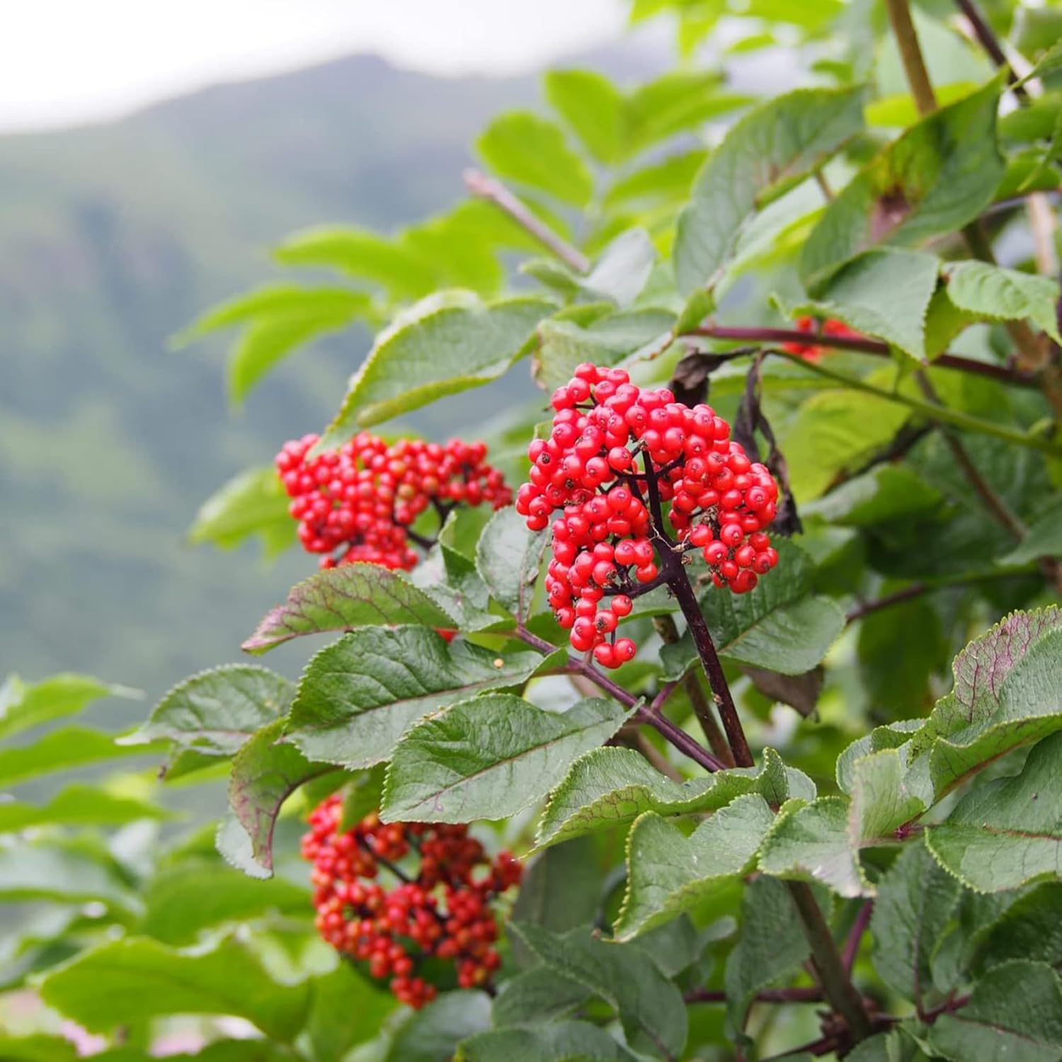 Korean Ginseng Seeds Panax Perennial Health Benefits Garden Beds Outdoor Border Herb Best Selling