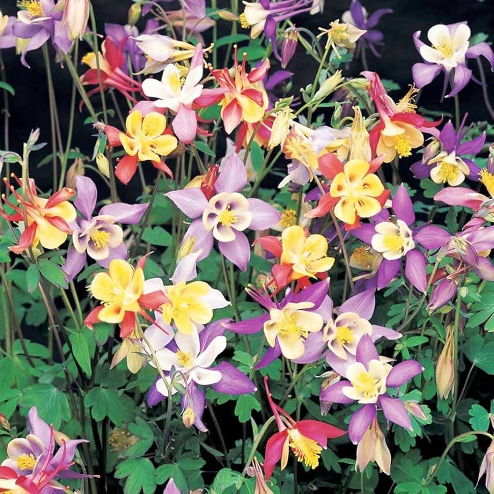 Aquilegia Viridiflora Seeds for Planting - Unique Flowers for Flower Bed & Urban Garden