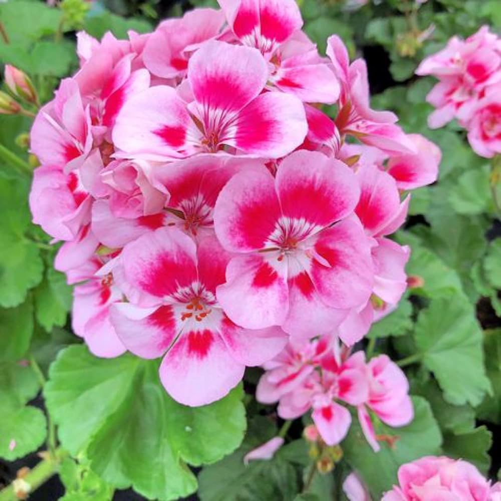 Peach Geranium Pelargonium Flower seeds blooming in flower beds, containers, borders, and pollinator-friendly gardens