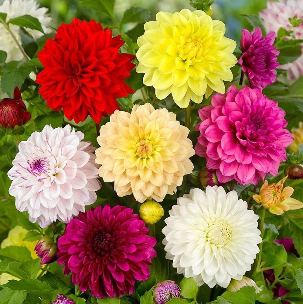 Dahlia Seeds for Planting - Gorgeous Blooms for Home Garden & Flower Bed