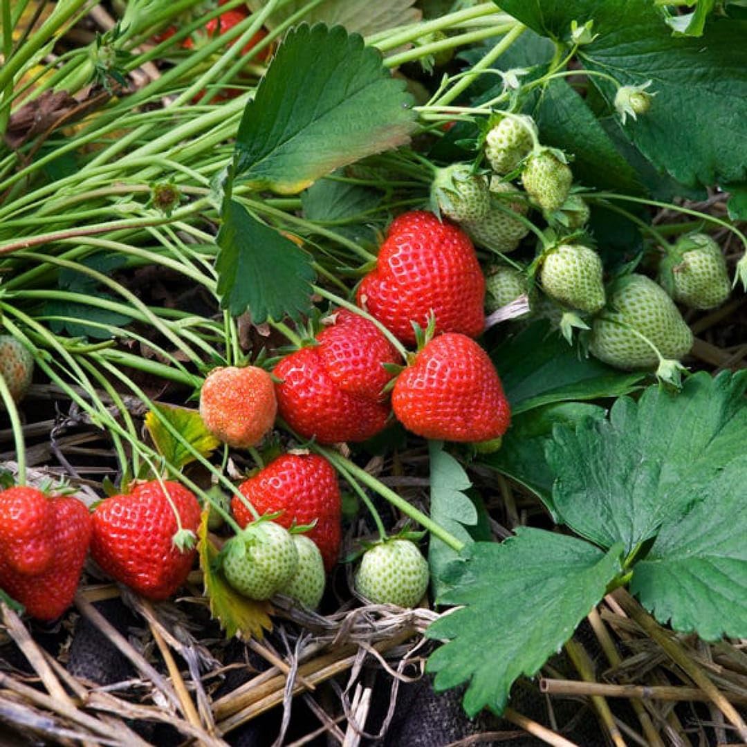 Strawberry Planting Seeds for Lush Garden Fruits - Easy to Grow