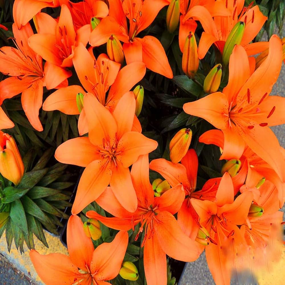 Lily Seeds for Planting Lilium spp. for flower beds and ornamental gardens