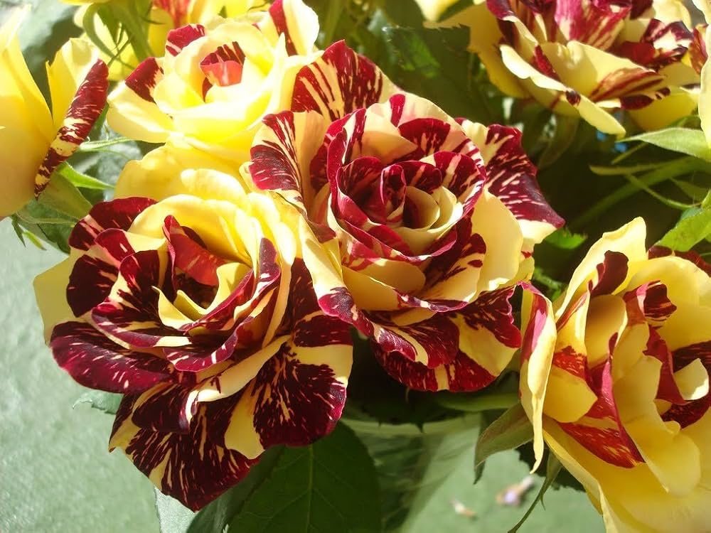 Yellow Maroon Rose Flower seeds for Planting Shade Tolerant Heirloom & GMO Free Seeds for Home Garden