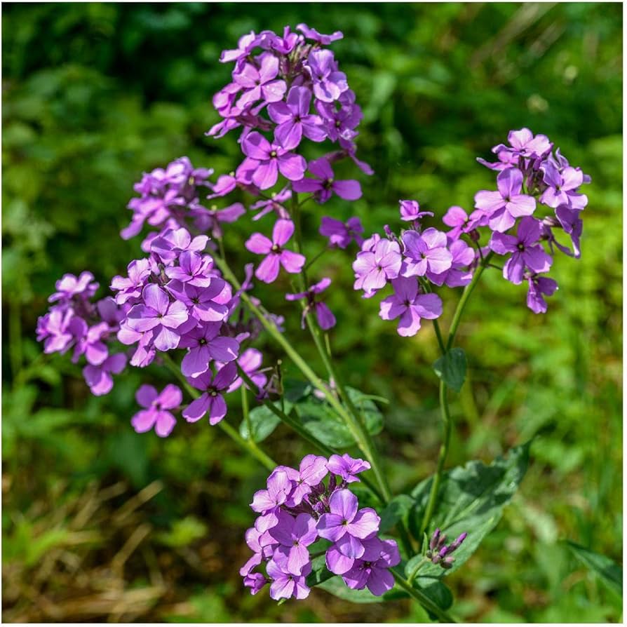 Dame's Rocket Hesperis matronalis Seeds for Planting in Flower Bed