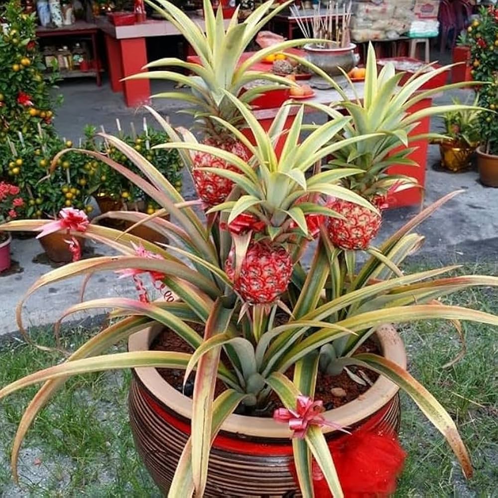 Red Pineapple Seeds for Easy Planting