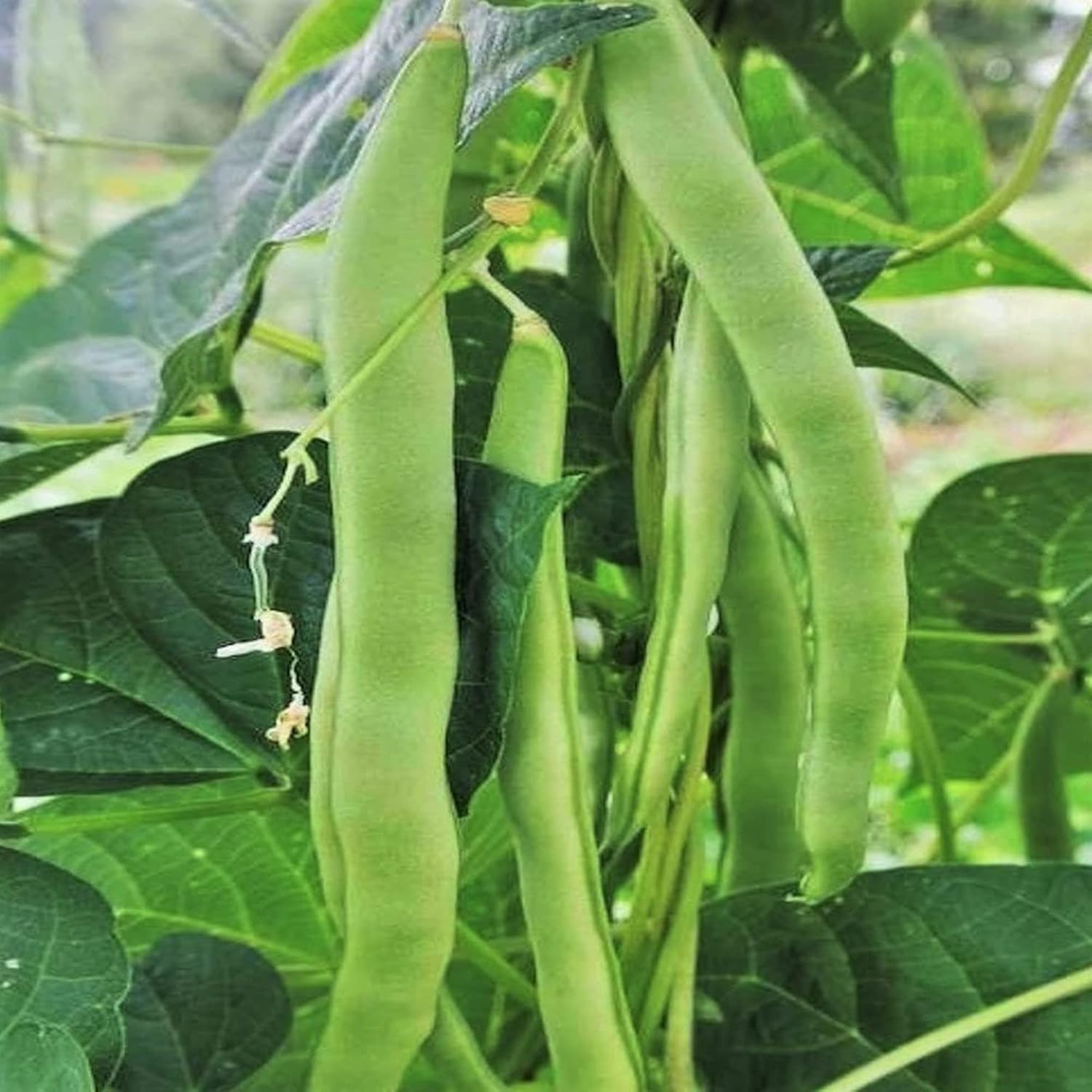 Romano Pole Bean Seeds Italian Tender Texture And Rich Flavor Eaten Fresh Cooked Trellises Poles