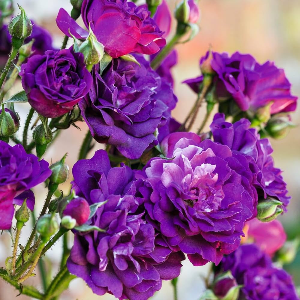 Purple Climbing Roses Flower Planting Seeds - Elegant Garden Seeds for Stunning Blooms