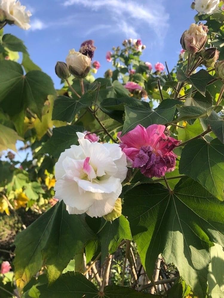 Hibiscus Hibiscus mutabilis Seeds for Planting in Potted Garden and Flower Bed