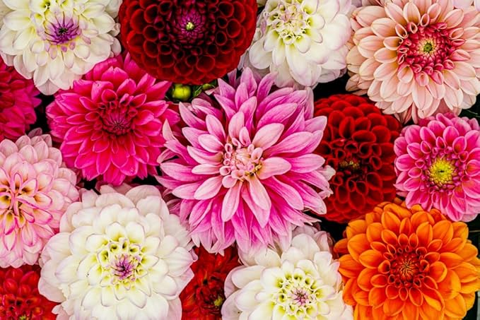 Mixed Dahlia Dahlia spp Flower Seeds for Planting in Flower Bed