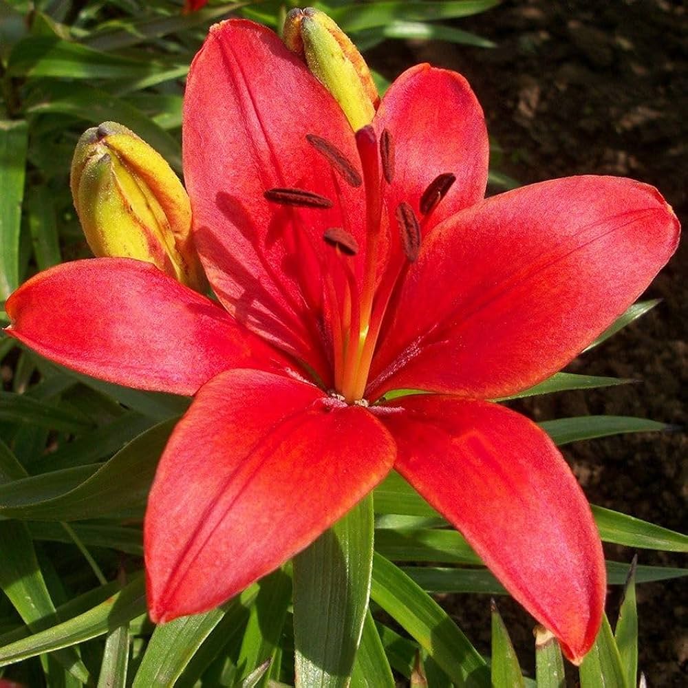 Evergrowseeds Hybrid Martagon Lily flower seeds for planting in garden, showing colorful lily seed packets with blooming flowers