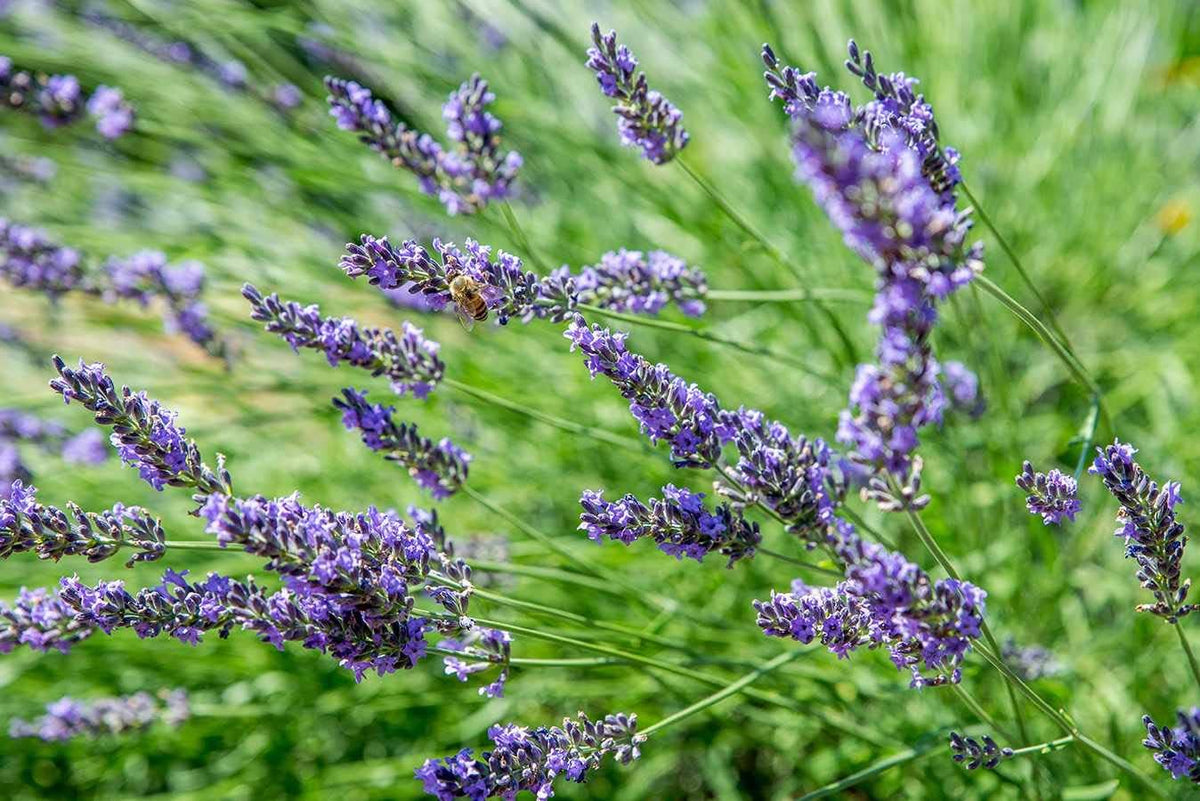 Lavender Blue Flower seeds blooming in flower beds, containers, borders, and pollinator-friendly gardens