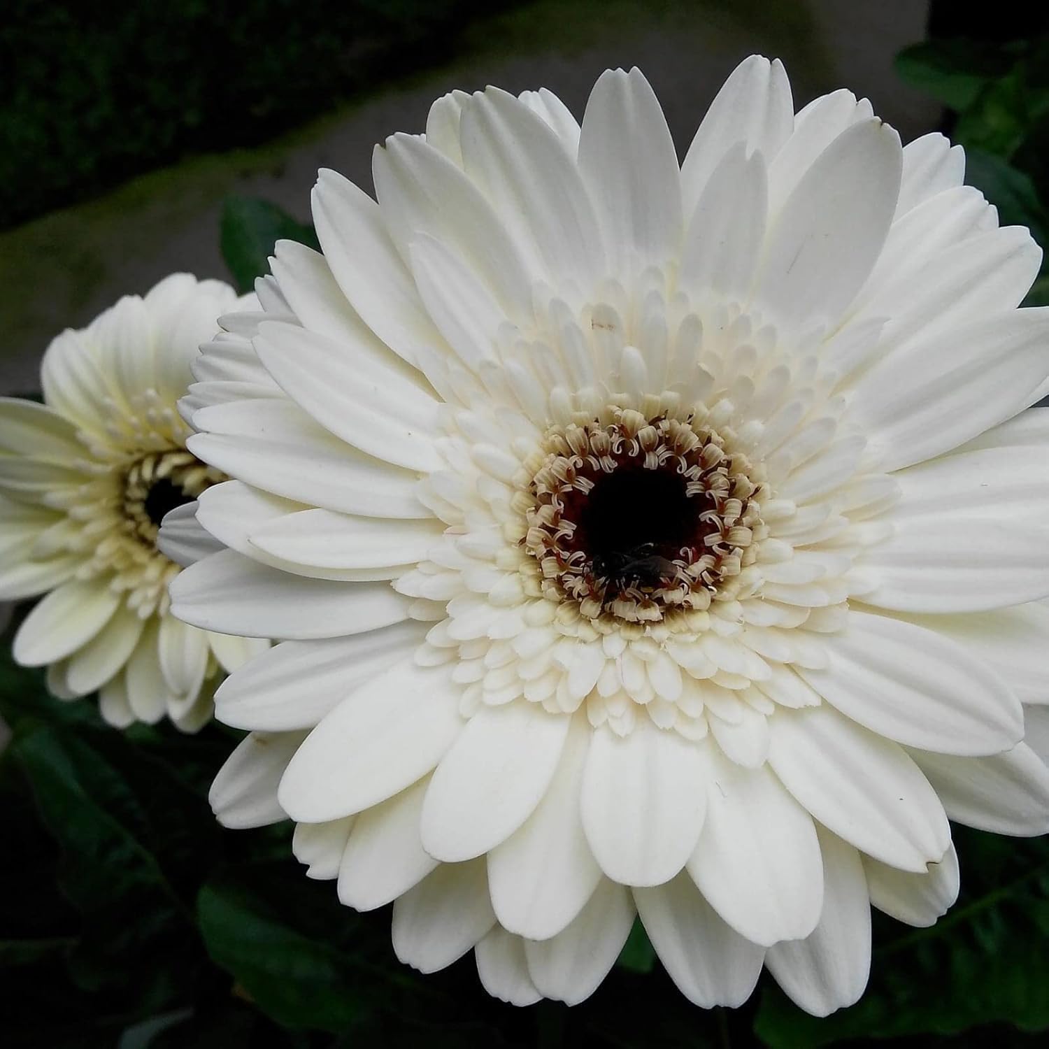 White Gerbera Vanilla Flower seeds for Planting - Garden Favorite, Heirloom & GMO Free Seeds for Home Garden