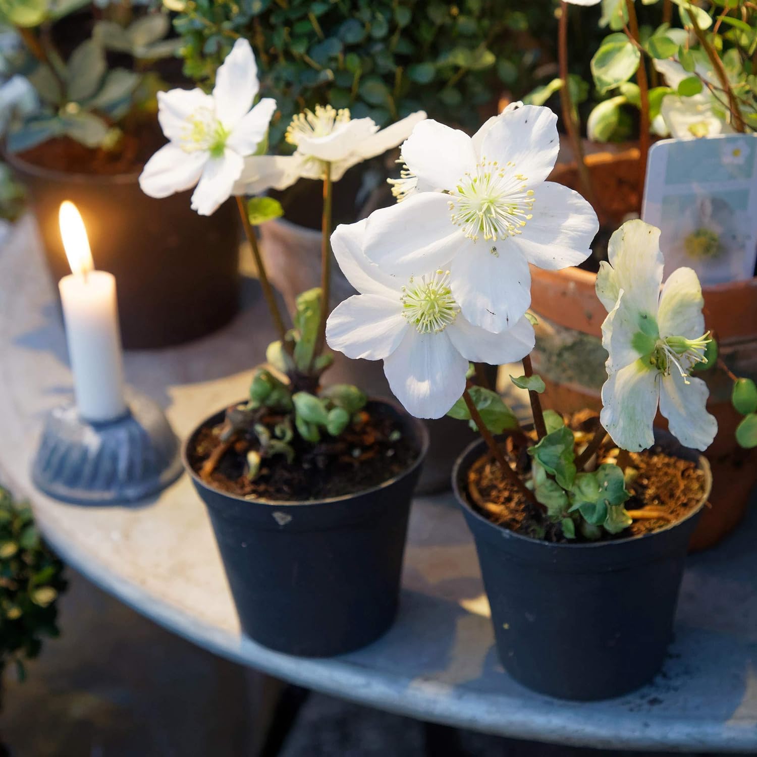 Helleborus Lenten Rose Flower Seeds