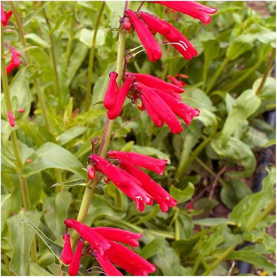 Eatons Penstemon Seeds for Planting - Perfect for Wildflower Garden & Flower Bed