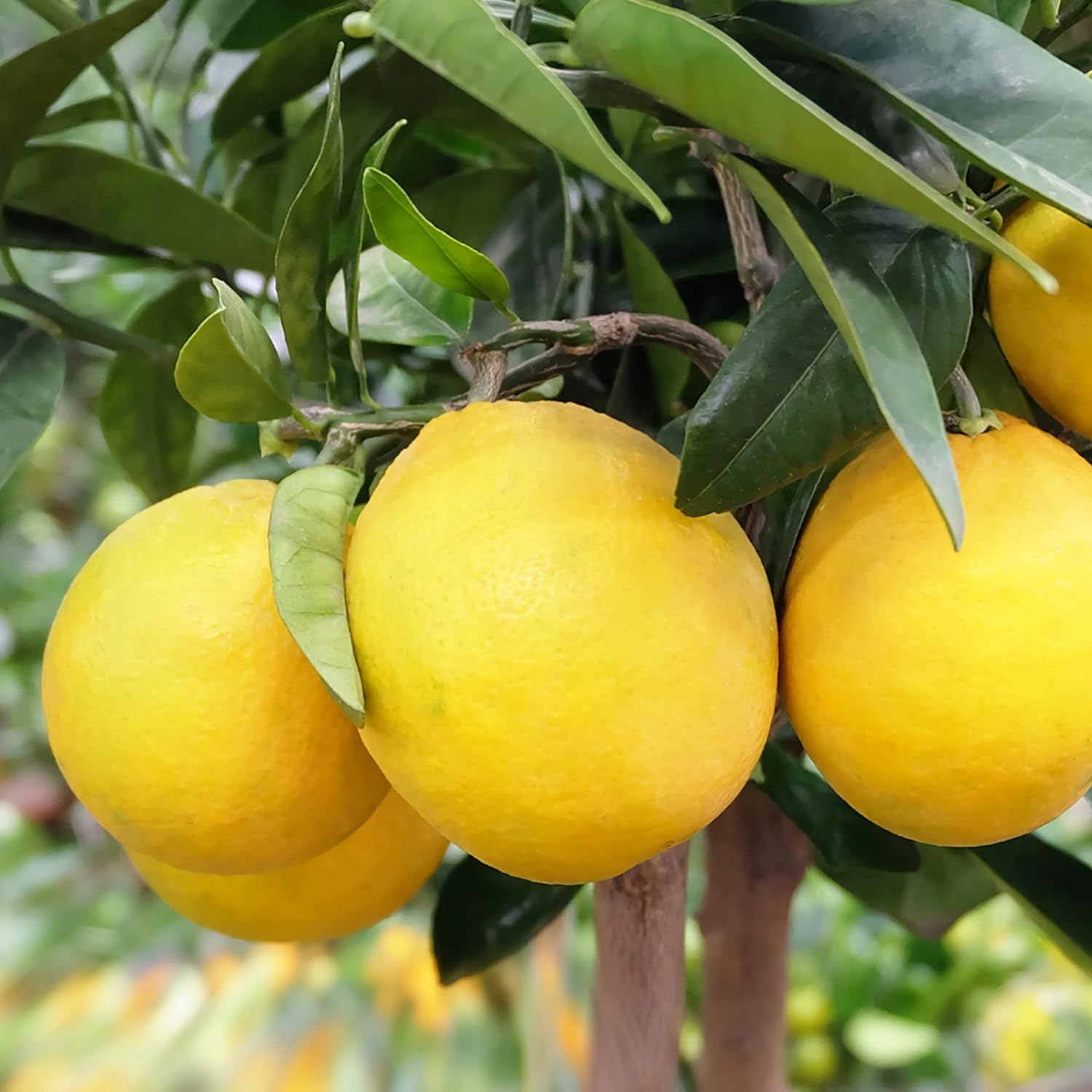 Meyer Dwarf Lemon Tree Seeds Fragrant Broadleaf Evergreen Low Maintenance Attract Bees &