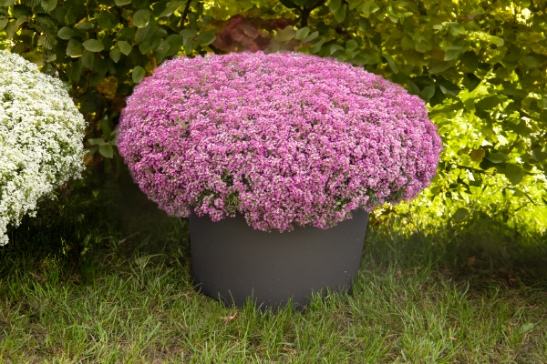 Pink Lobularia Flower seeds for Planting - Fragrant Blossoms, Heirloom & GMO Free Seeds for Home Garden
