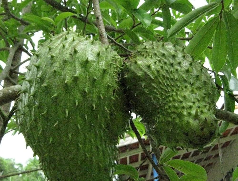 Graviola Seeds for Planting Annona muricata for tropical gardens and home orchards