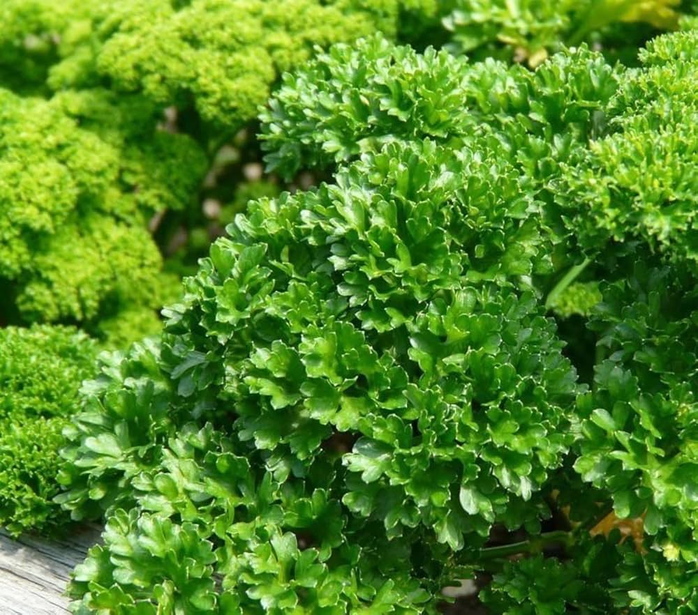 Parsley Petroselinum crispum Seeds for Planting for Herb Garden