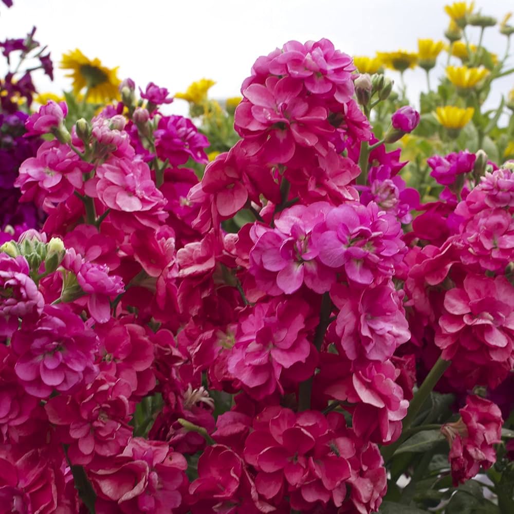 Pink Matthiola Incana Flower seeds for Planting - Long Bloom Season, Heirloom & GMO Free Seeds for Home Garden