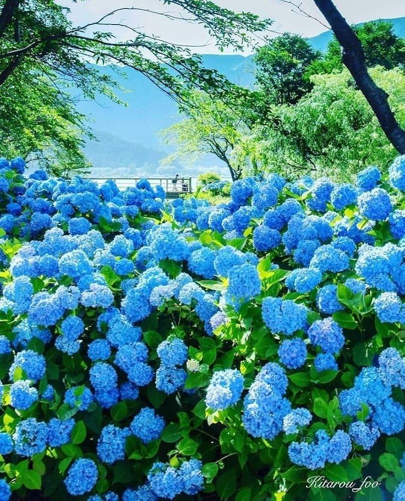 Sky Blue Puya Santosii Flower Seeds for Planting Pollinator Friendly Heirloom & GMO Free Seeds for Home Garden Sale