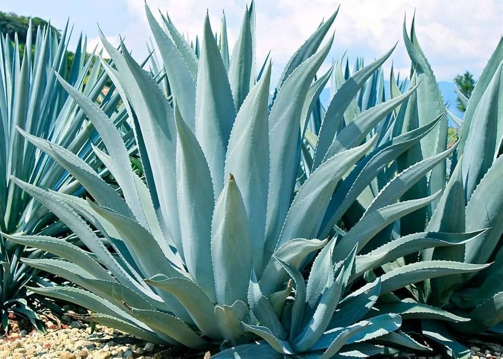 Agave Havardiana Succulent Flower seeds for Planting - Fragrant Blossoms, Heirloom & GMO Free Seeds for Home Garden
Sale seeds for home garden