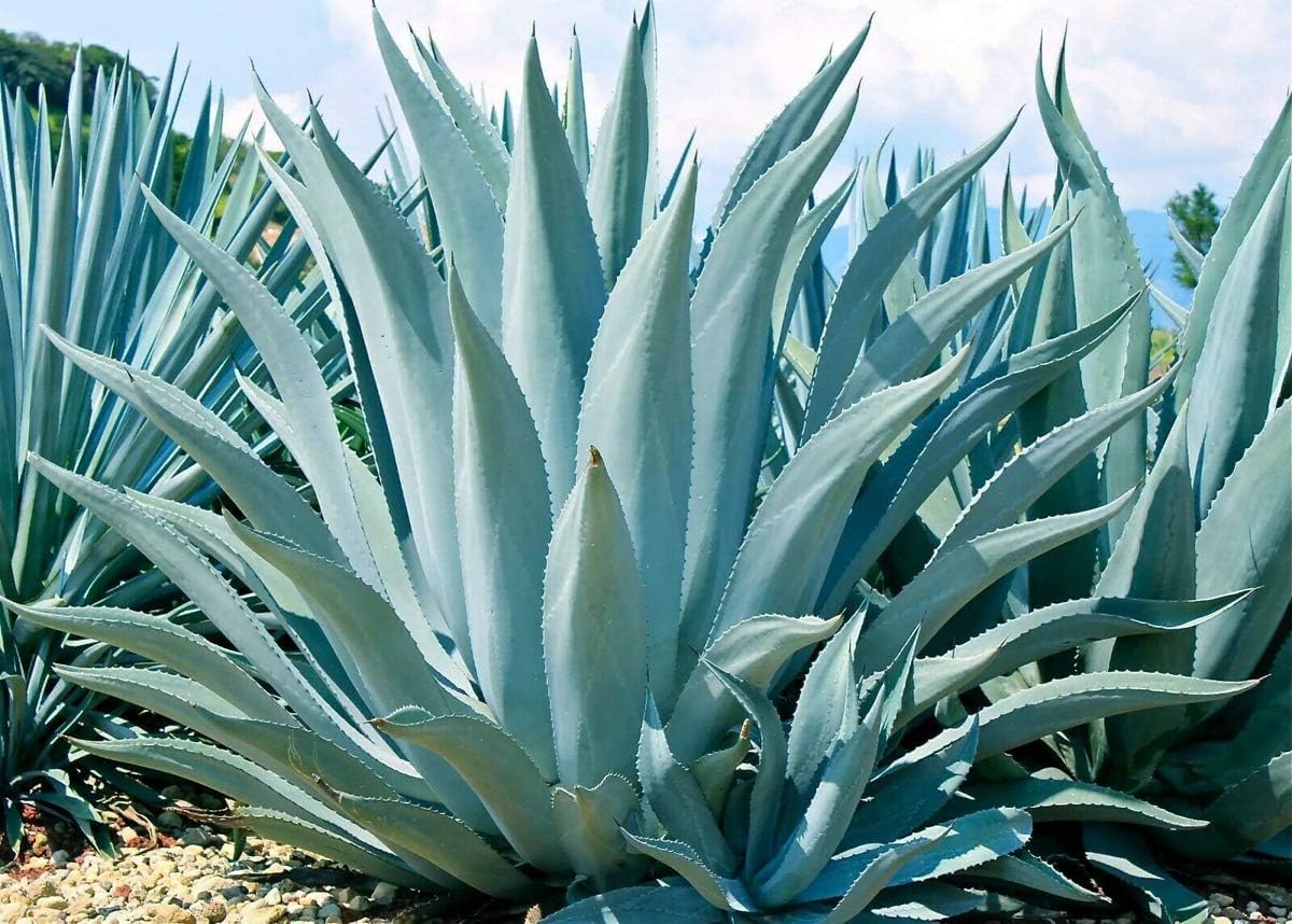 Mixed Agave Flower seeds blooming in flower beds, containers, borders, and pollinator-friendly gardens
