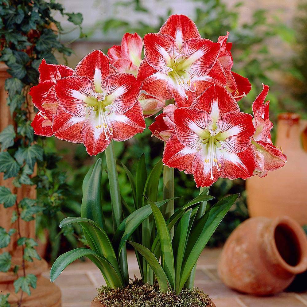 Red White Amaryllis Flower seeds for Planting - Premium Quality, Heirloom & GMO Free Seeds for Home Garden
Sale seeds for home garden