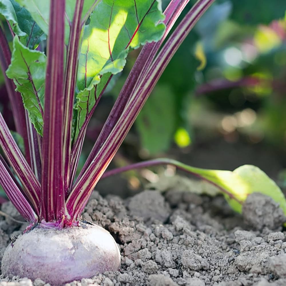 Beetroot Beta vulgaris Vegetable Seeds for Planting