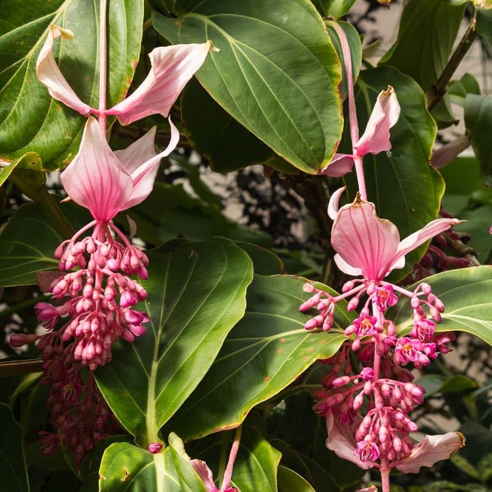 Medinilla Pink Flower seeds for Planting - Cottage Garden Essential, Heirloom & GMO Free Seeds for Home Garden