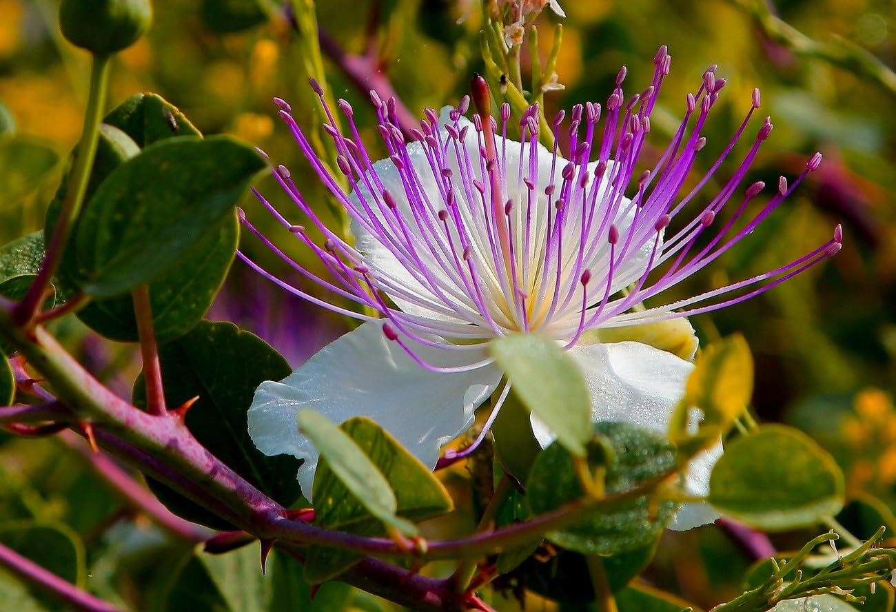 Capparis Spinosa Seeds for Planting Capparis spinosa for herb gardens and Mediterranean gardens