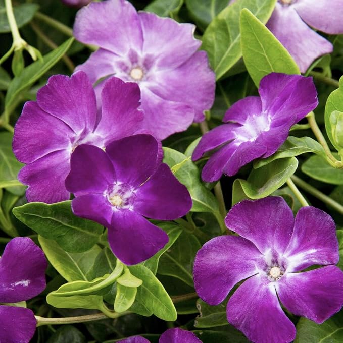 Periwinkle Orchid Vanda spp Flower Seeds for Planting in Indoor Garden