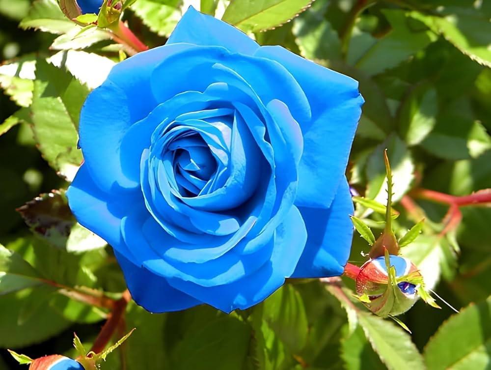 Rainy Blue Rose Flower seeds for Planting - Garden Favorite, Heirloom & GMO Free Seeds for Home Garden