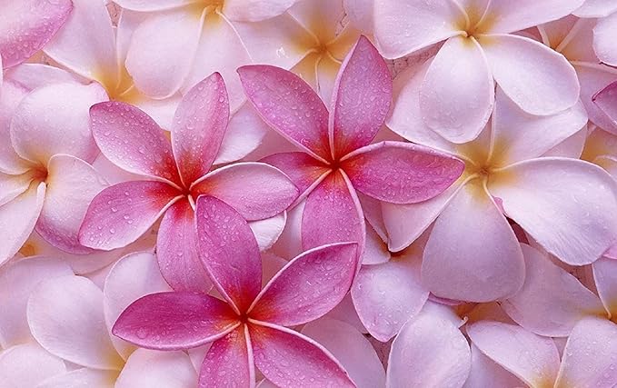 Plumeria Flower Plumeria spp. Seeds for Planting in Tropical Garden & Landscape