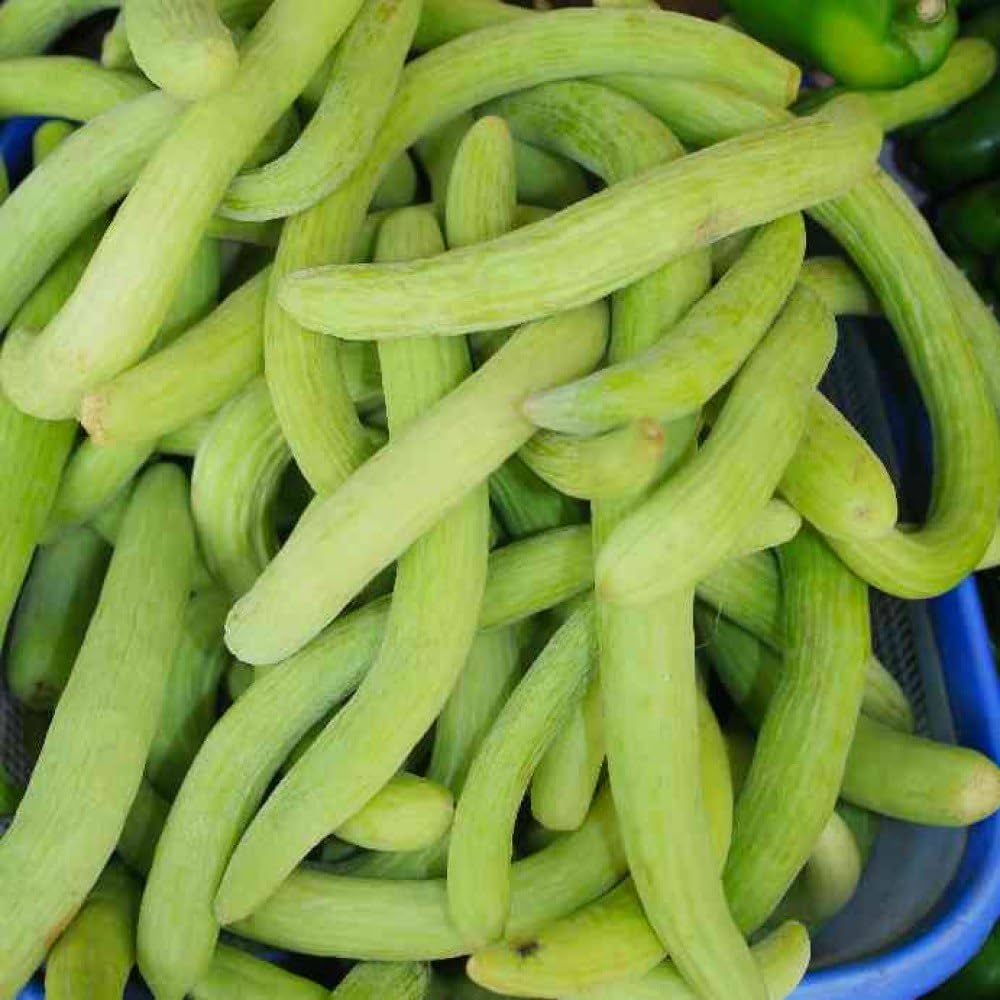 Long Cucumber Cucumis sativus Seeds for Planting vegetable patch urban garden