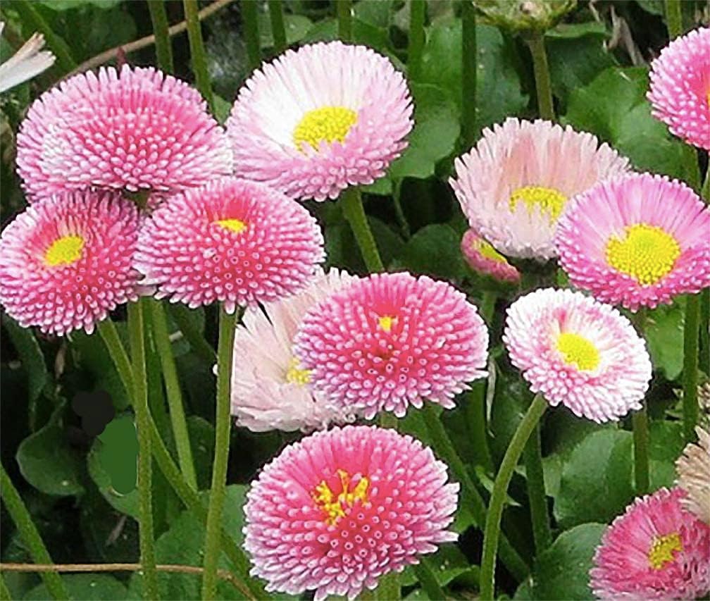 Margarita Roja Flower seeds for Planting - Compact Growth, Heirloom & GMO Free Seeds for Home Garden Sale