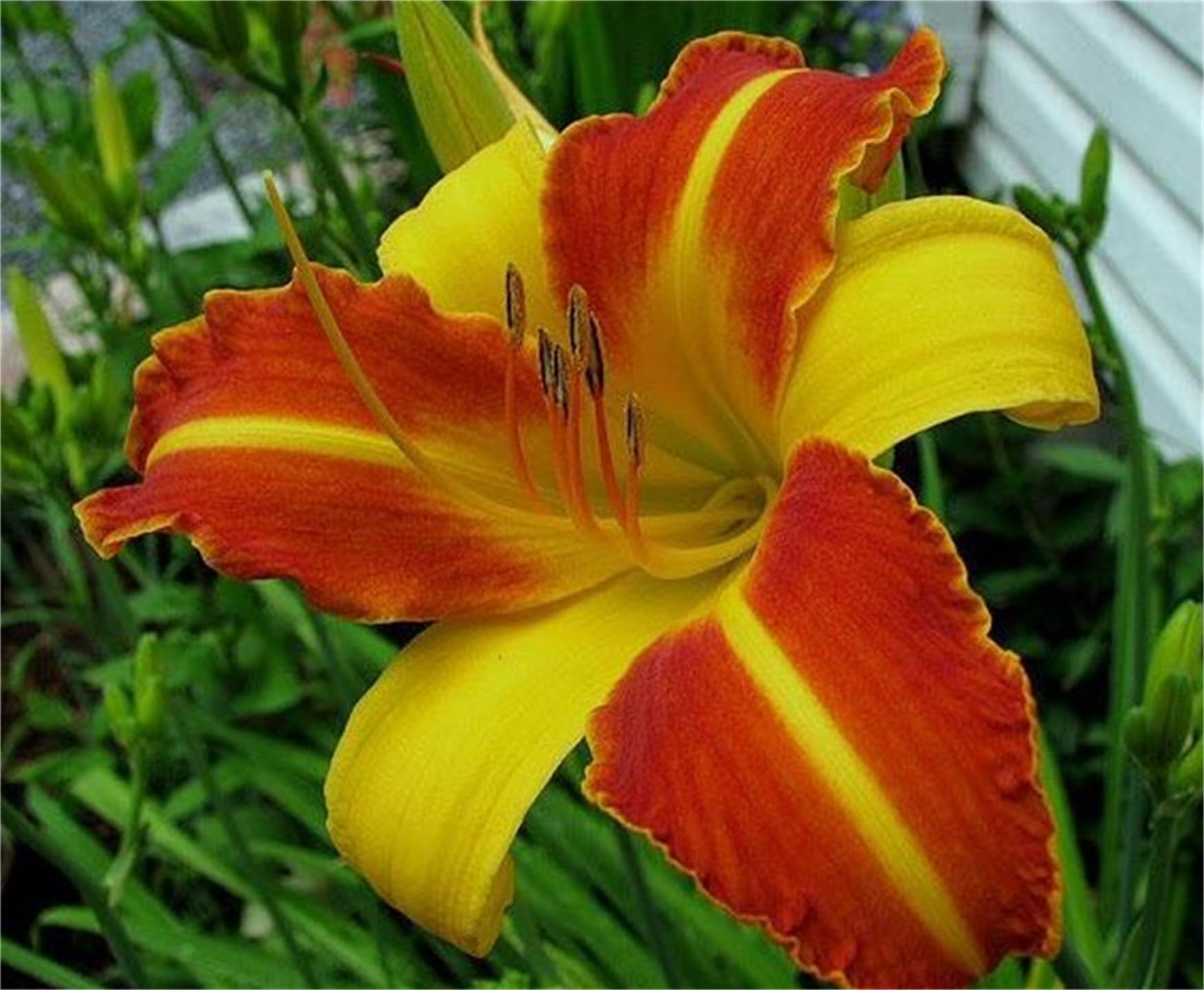 Hemerocallis Citrina Baroni Daylily Seeds for Planting in Flower Bed