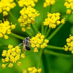 Zizia Aurea Zizia aurea Flower Seeds for Planting in Flower Bed