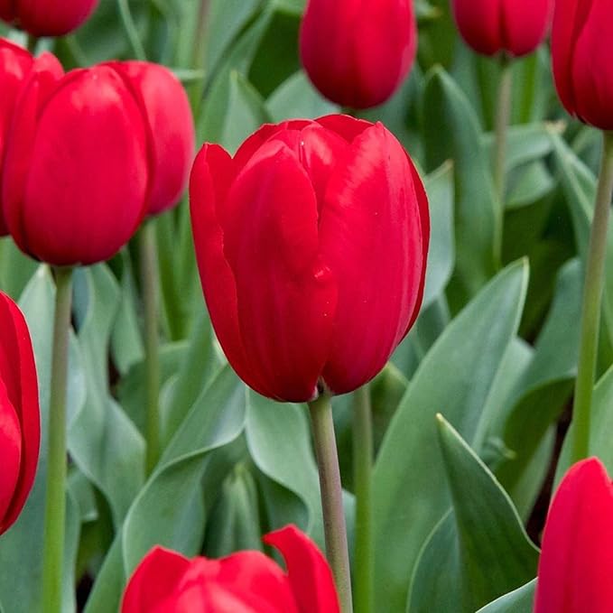 Tulip Flower Tulipa spp. Seeds for Planting in Flower Bed & Garden