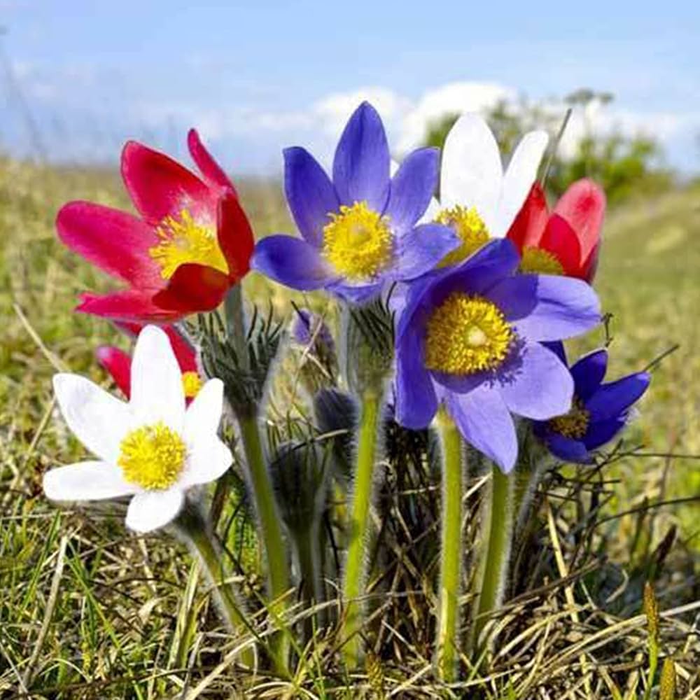 Pulsatilla Flower seeds blooming in flower beds, containers, borders, and pollinator-friendly gardens